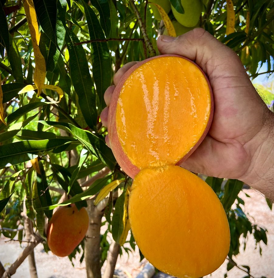 Mango1