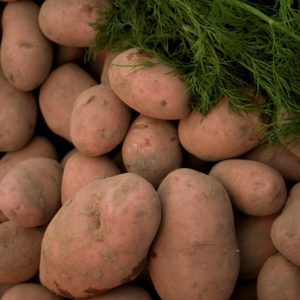 Red Potato