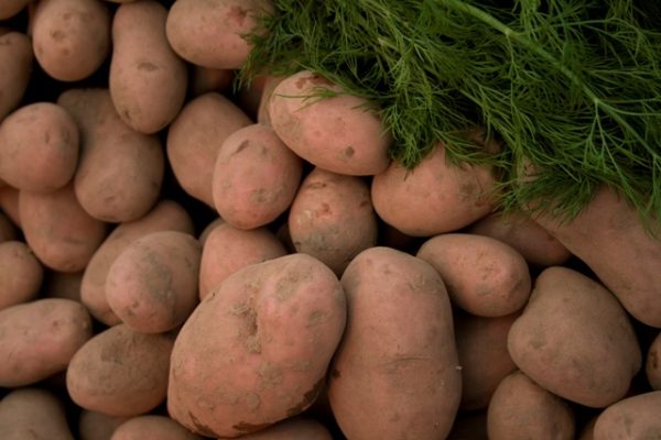 Red Potato